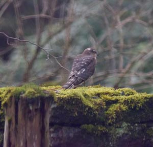 sparrow hawk in Scotland