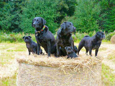 Dog friendly best sale group accommodation