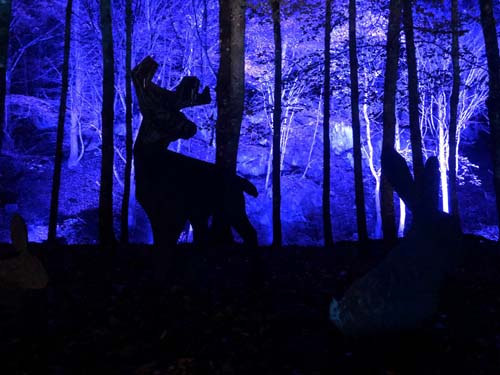 Stag in light show in highlands